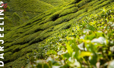 Darjeeling 4Night 5Days Tour Packages