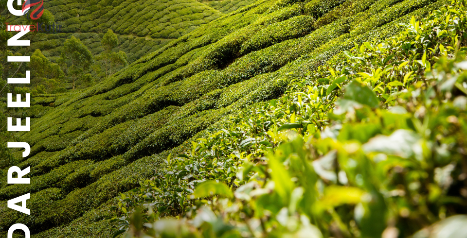 Darjeeling 4Night 5Days Tour Packages