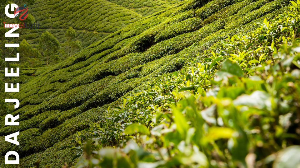 Darjeeling 4Night 5Days Tour Packages